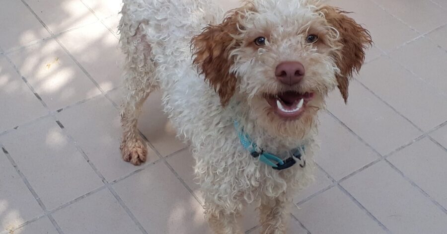 cagnolino dalle orecchie marroni