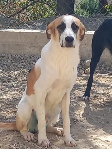 Pisolo, il cagnolino abbandonato in uno scatolone cerca una famiglia