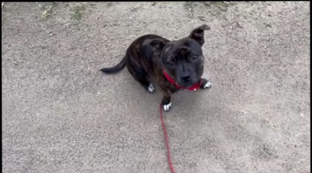 Puddy, l’adorabile cagnolina sente i tuoni per la prima volta (VIDEO)