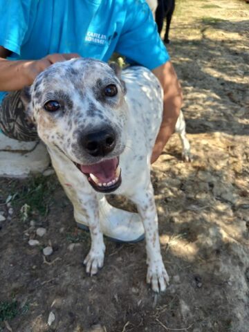 Rex, l’adorabile quattro zampe aspetta da troppo tempo una famiglia: aiutiamolo