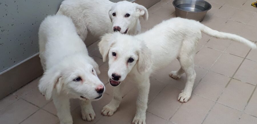 un fratello e due sorelle dal pelo bianco e naso nero