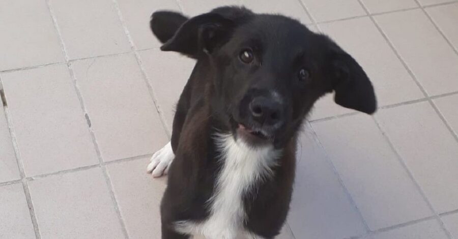 cane dal naso nero e gli occhi marroni