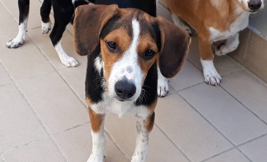 cagnolina dal pelo multicolore