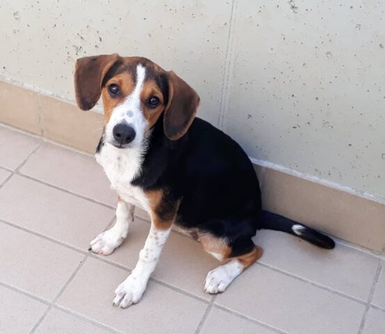 Sandy: mix Beagle di 4 mesi è alla ricerca di una fortunata adozione