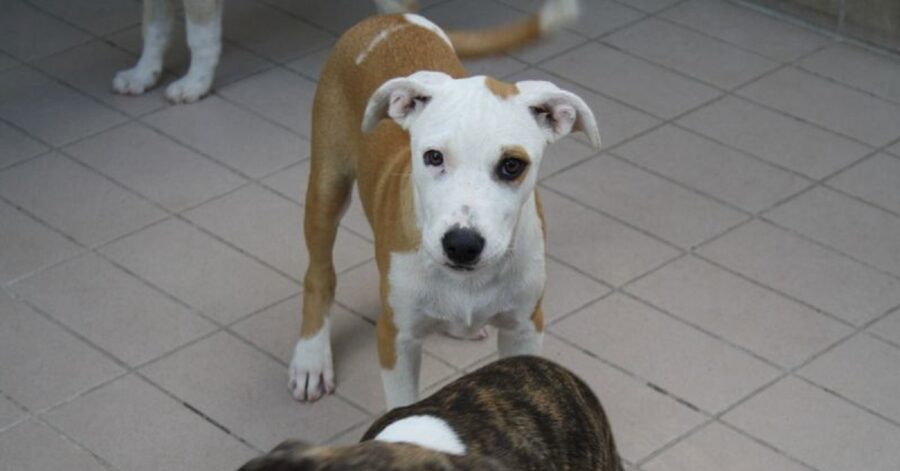 cagnolina con una macchia marrone sull'occhio