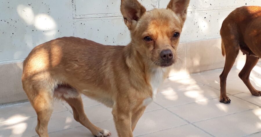 cane che guarda l'orizzonte