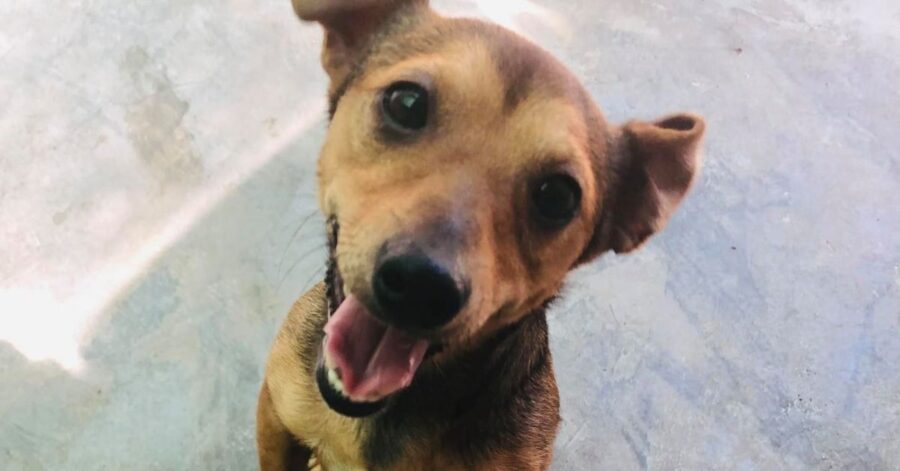 primo piano di un cagnolino