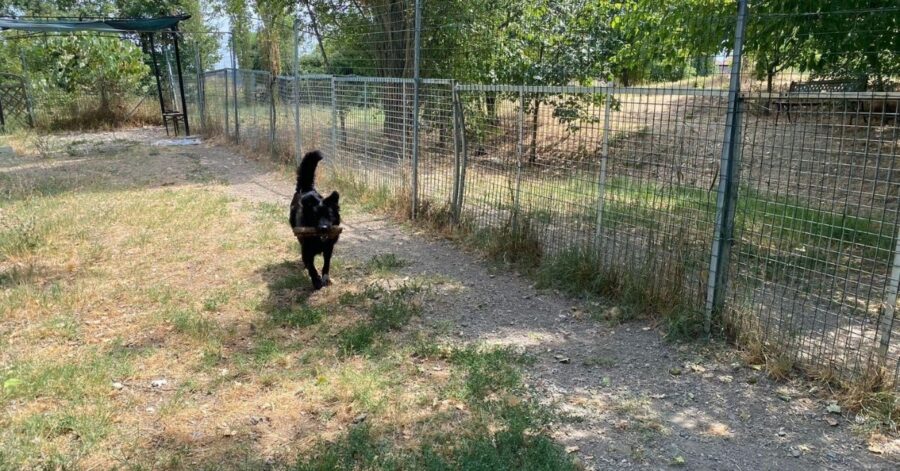 cagnolino gioca in giardino