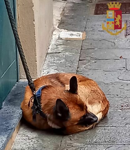 Shanga, il cane abbandonato tre volte dalla sua proprietaria: la sua storia