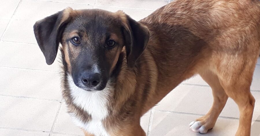 cane dal pelo bianco e marrone