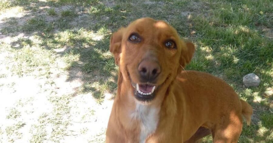 cagnolina che osserva