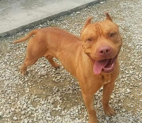 Sonny Junior dal sorriso contagioso cerca coraggiosamente un papà umano