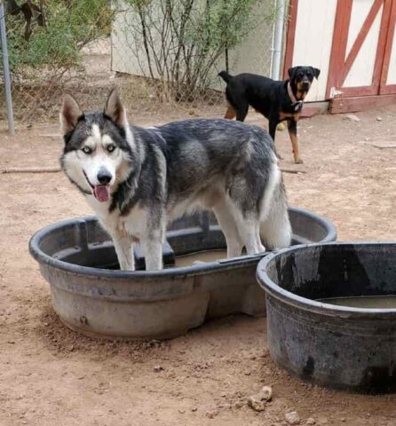 Thor, il cucciolo rimasto ferito durante una rissa: una donna è accusata di crudeltà