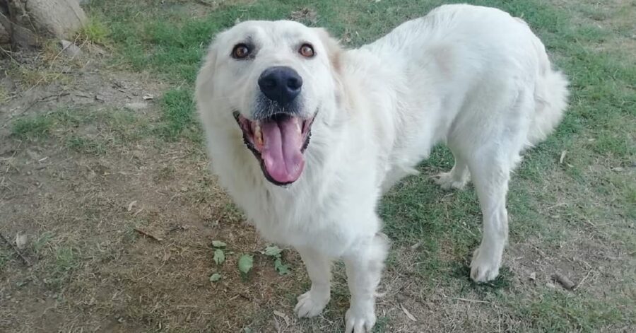 cane dal pelo bianco