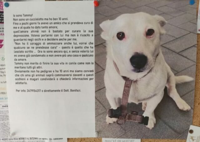 Tommy, il cagnolino di 10 anni sta cercando una famiglia