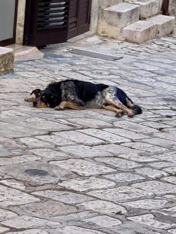 Tuto, il cane che continua a scappare dallo stallo