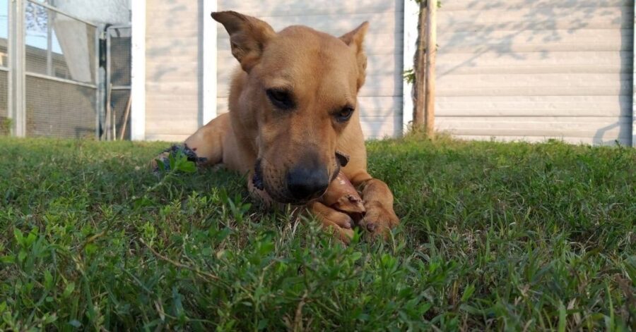 cane che gioca sul prato