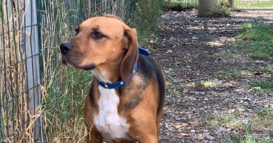 cagnolina in giardino