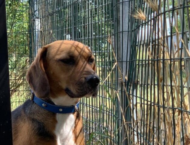 Vanda, una splendida cagnolina è alla ricerca dell’amore di una famiglia