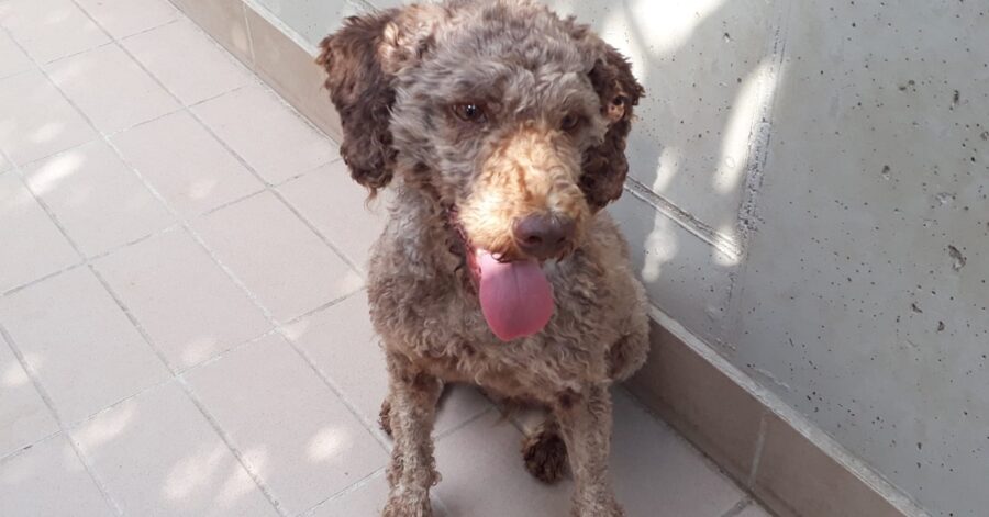 cagnolina seduta su due gambe