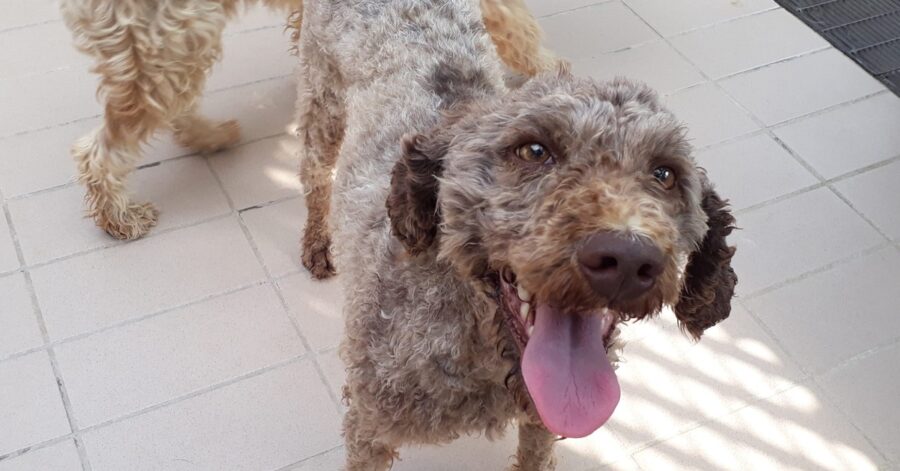 cagnolina dal pelo tagliato