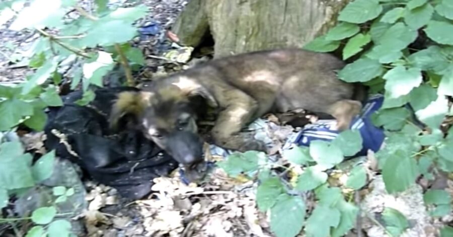 cagnolina salvata in Romania in una foresta