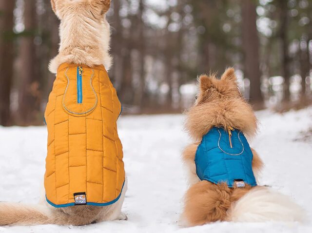 5 accessori per cani freddolosi, come proteggere Fido