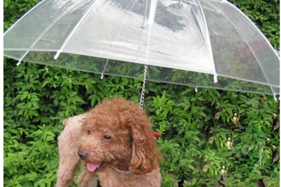 ombrello per cani