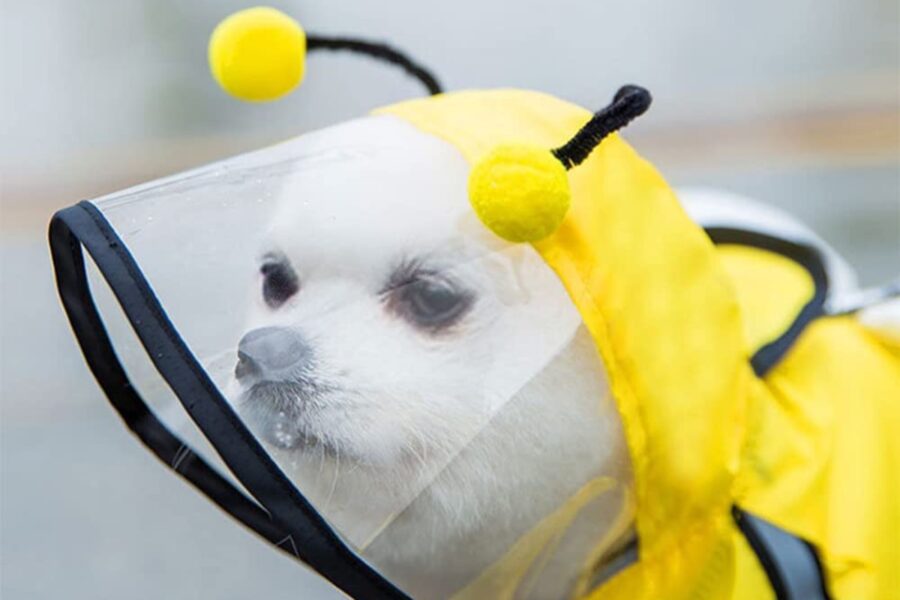 cane con impermeabile da ape