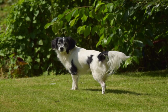 Addestramento verbale o visivo del cane: quale funziona meglio?