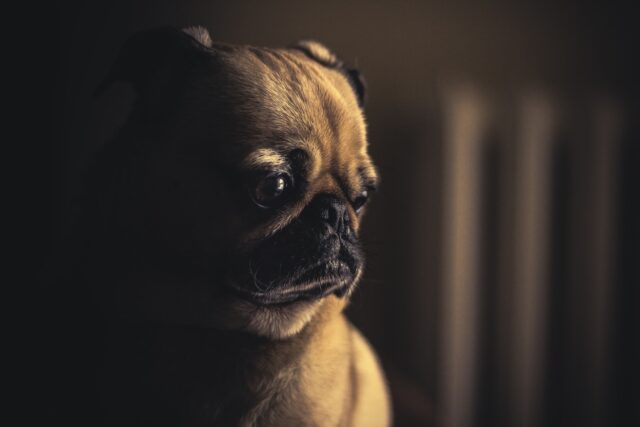 Come addestrare un cane maltrattato senza spaventarlo