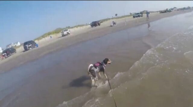 Adorabile cane va in spiaggia per la prima volta (VIDEO)