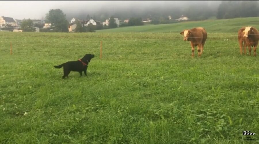 incontro tra un adorabile cane e mucche 