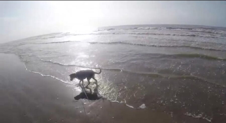 adorabile cane in spiaggia per la prima volta 