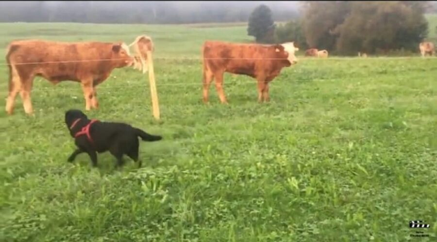 mucche incontrano un adorabile cane 