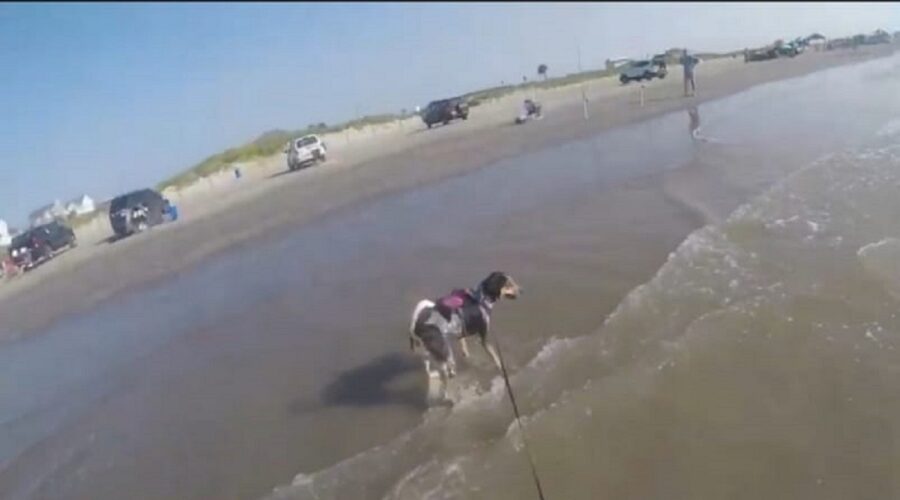 adorabile cane conosce la spiaggia 