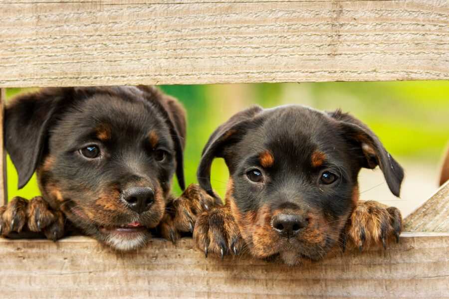 due cuccioli di cane accanto tra assi di legno