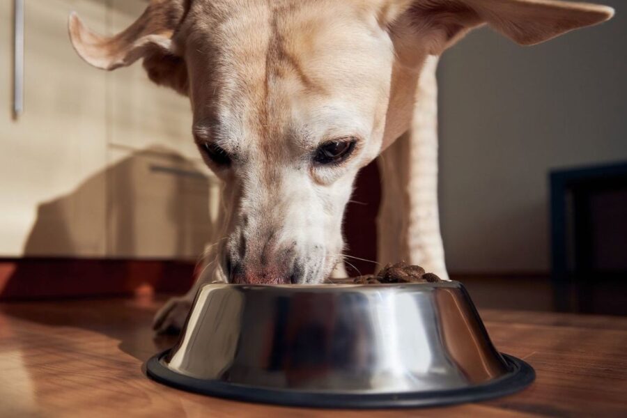 cane che mangia