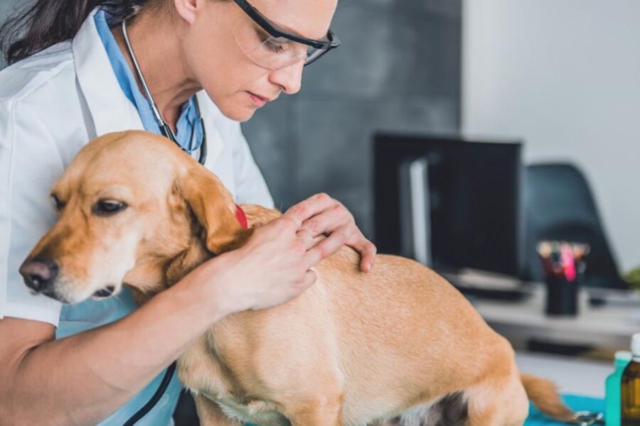 cane viene controllato dalla veterinaria