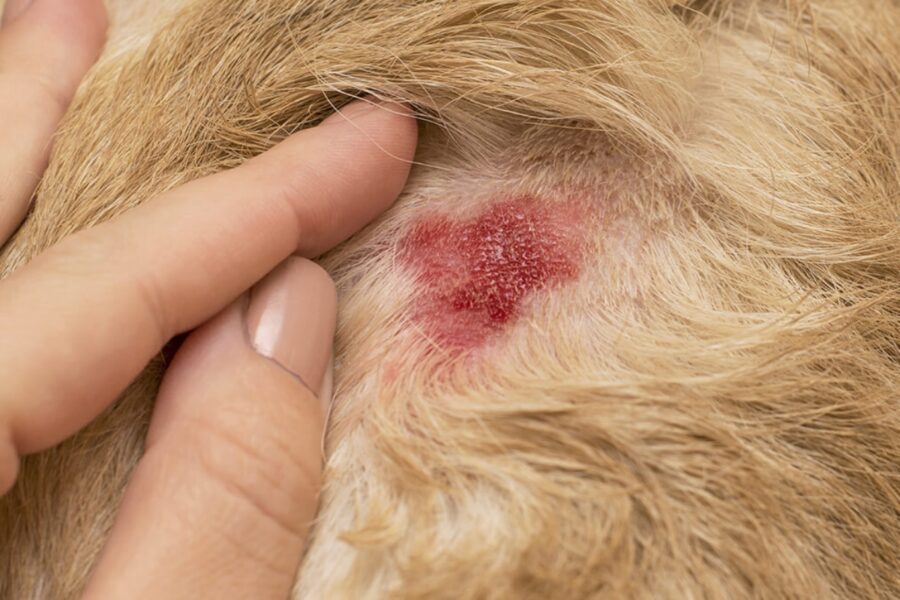 allergia nel cane