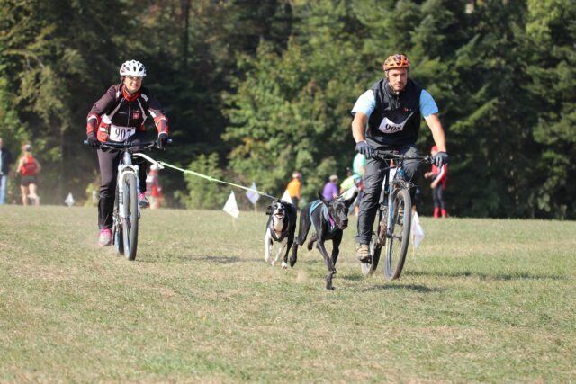 Andare in bici con il cane si può fare: ecco tutte le dritte