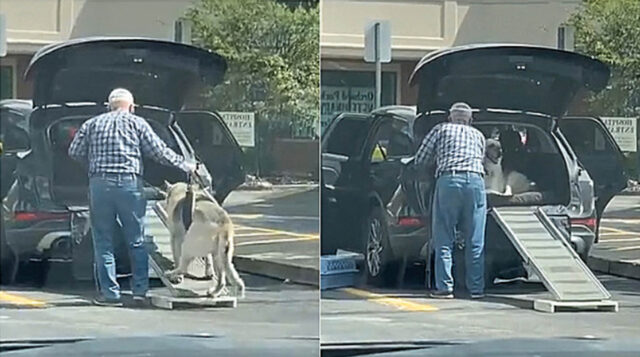 L’uomo costruisce una rampa per aiutare il suo cane anziano a salire in macchina: questo è amore