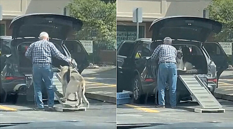 anziano costruisce rampa per cane