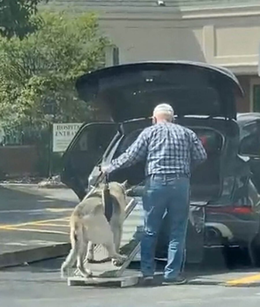 anziano costruisce rampa per cane