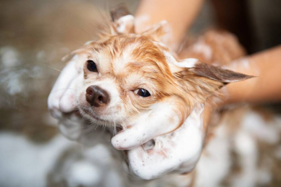 bagno al cane