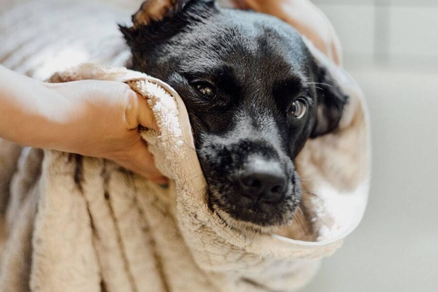 asciugare il cane