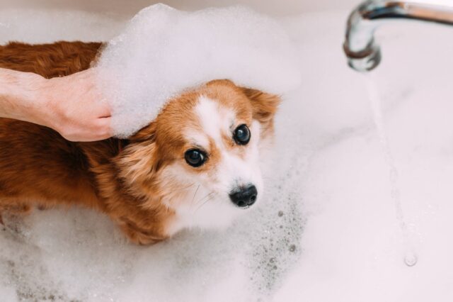 Dopo quanto tempo posso fare il bagno al cane dopo il parto?