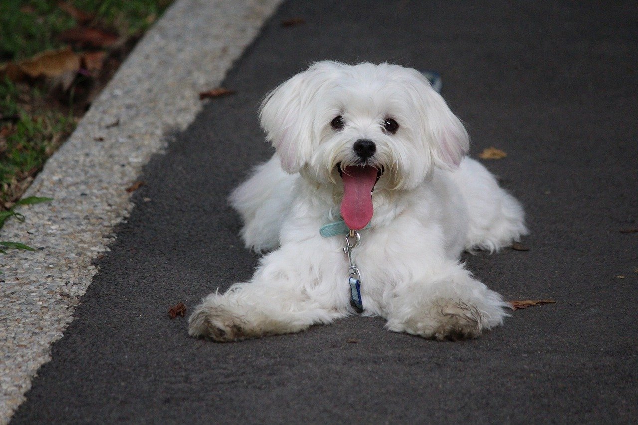 cane pelo pulito