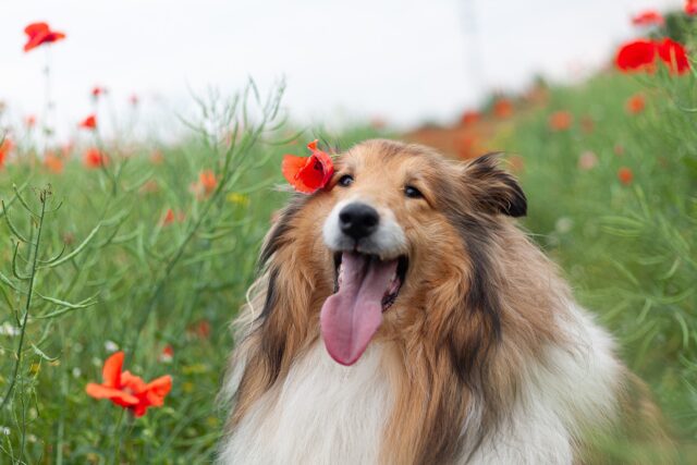 Balsami fatti in casa per il pelo del cane: una guida per farli