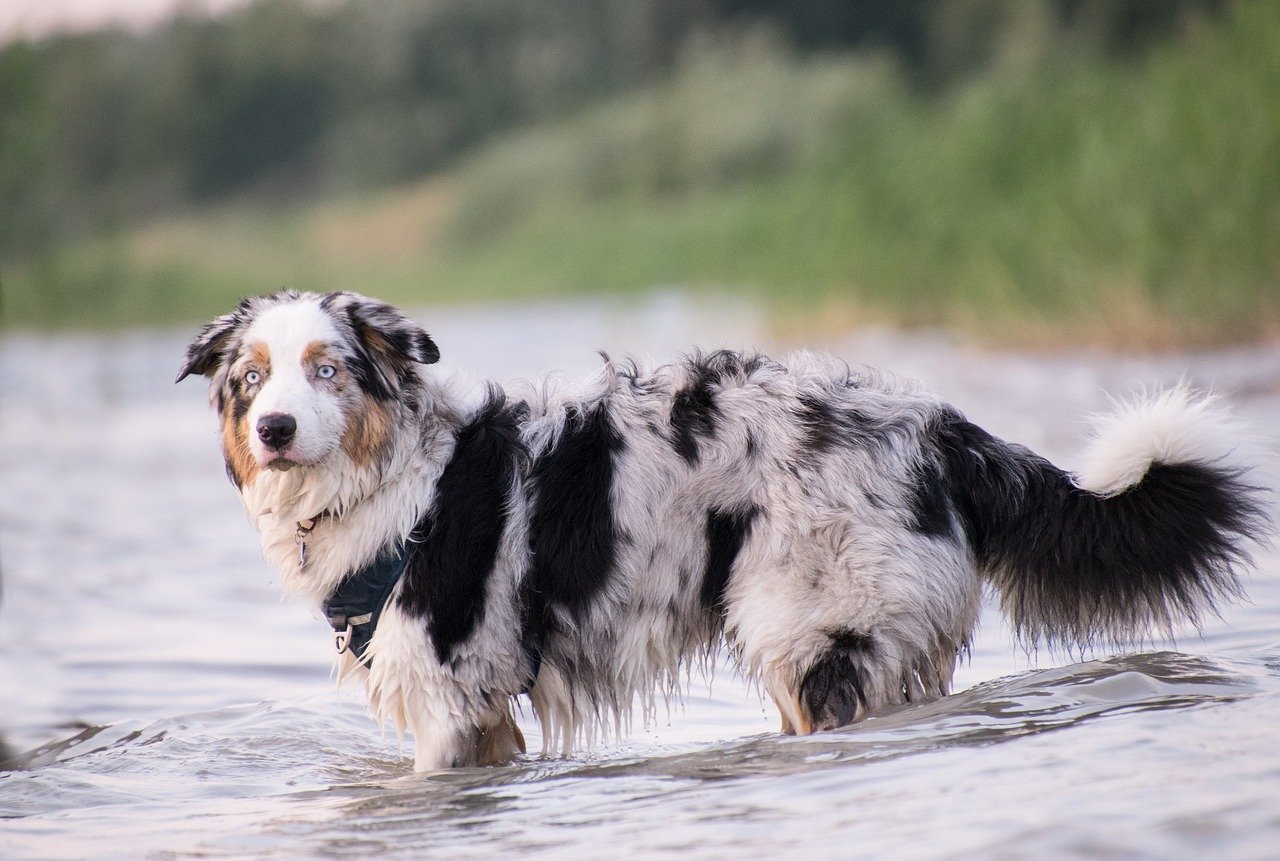 cane nell'acqua